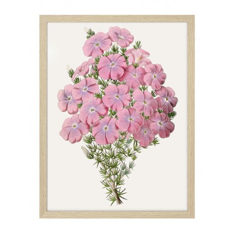 Постер "Botany. Flowers"