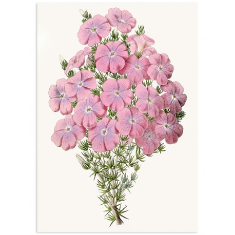 Постер "Botany. Flowers"