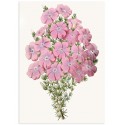 Постер "Botany. Flowers"
