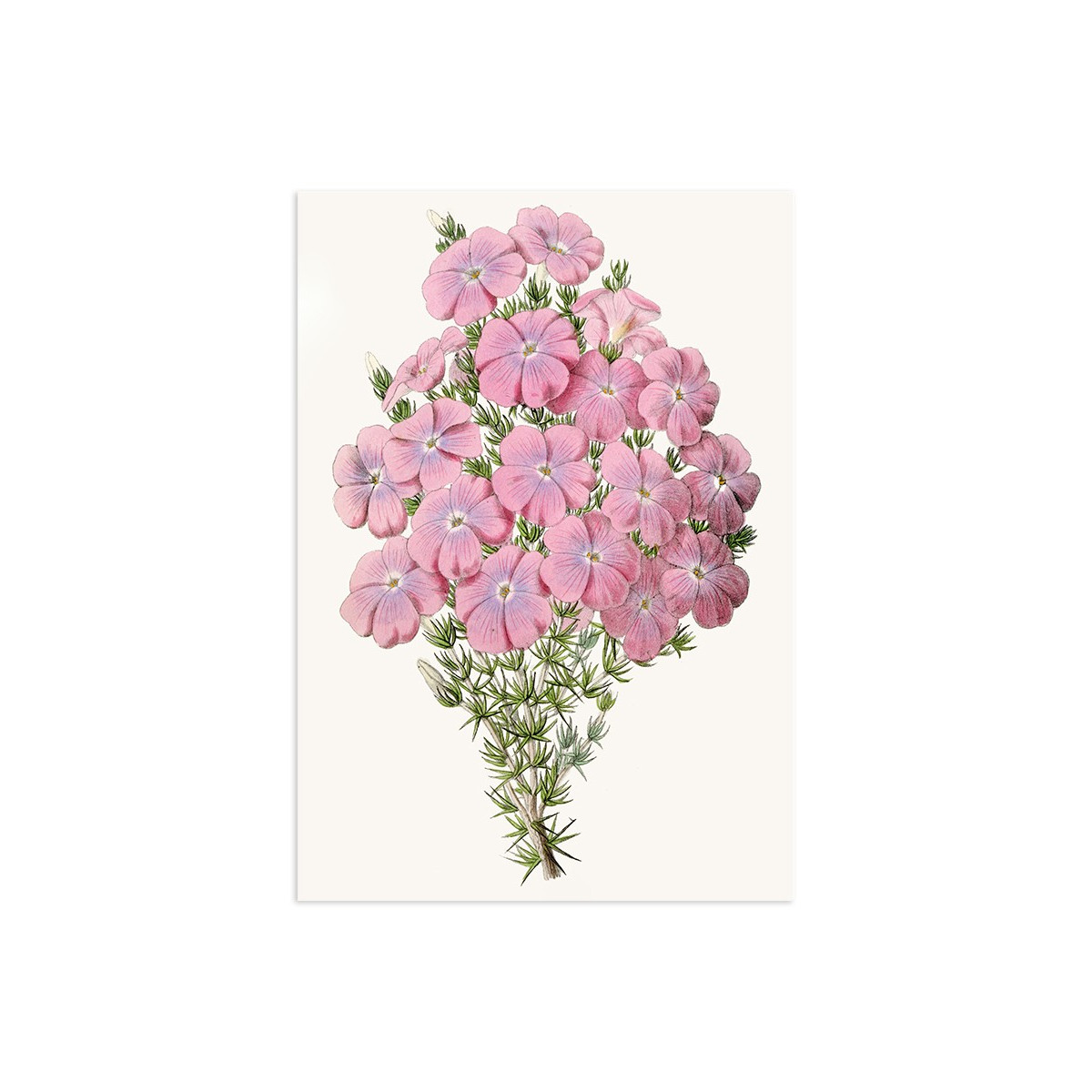 Постер "Botany. Flowers"