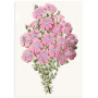 Постер "Botany. Flowers"