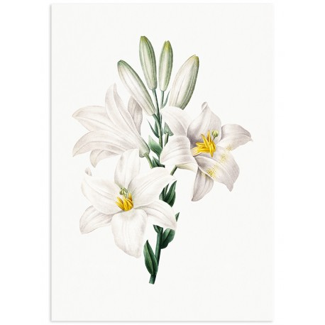 Постер "Botany. Flowers"