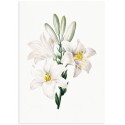 Постер "Botany. Flowers"