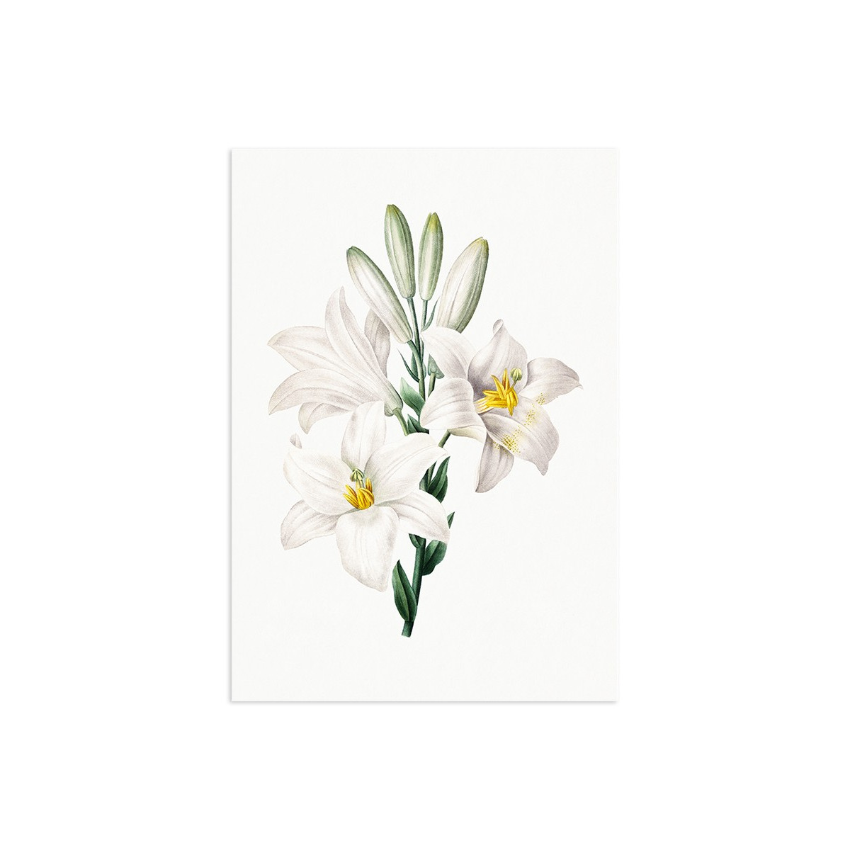 Постер "Botany. Flowers"