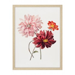 Постер в рамке "Botany. Butterflies"