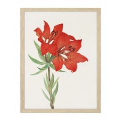 Постер в рамке "Botany. Butterflies"