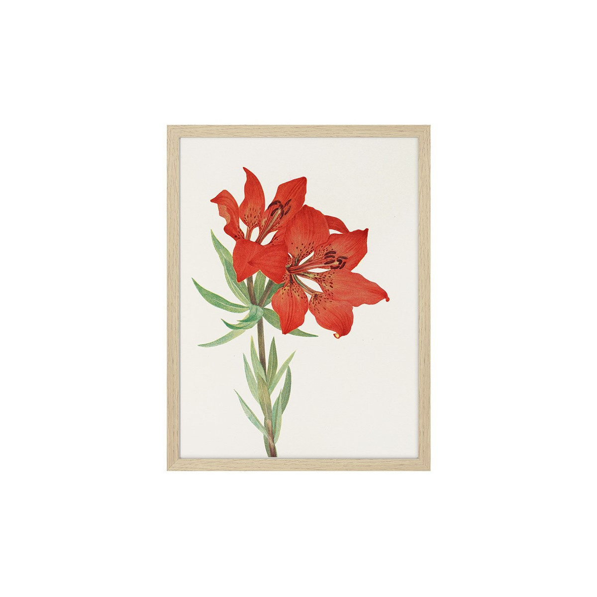 Постер в рамці "Flowers. Botany"