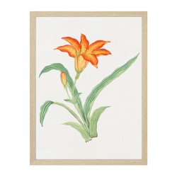 Постер в рамке "Botany. Butterflies"