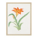 Постер в рамці "Flowers. Botany"
