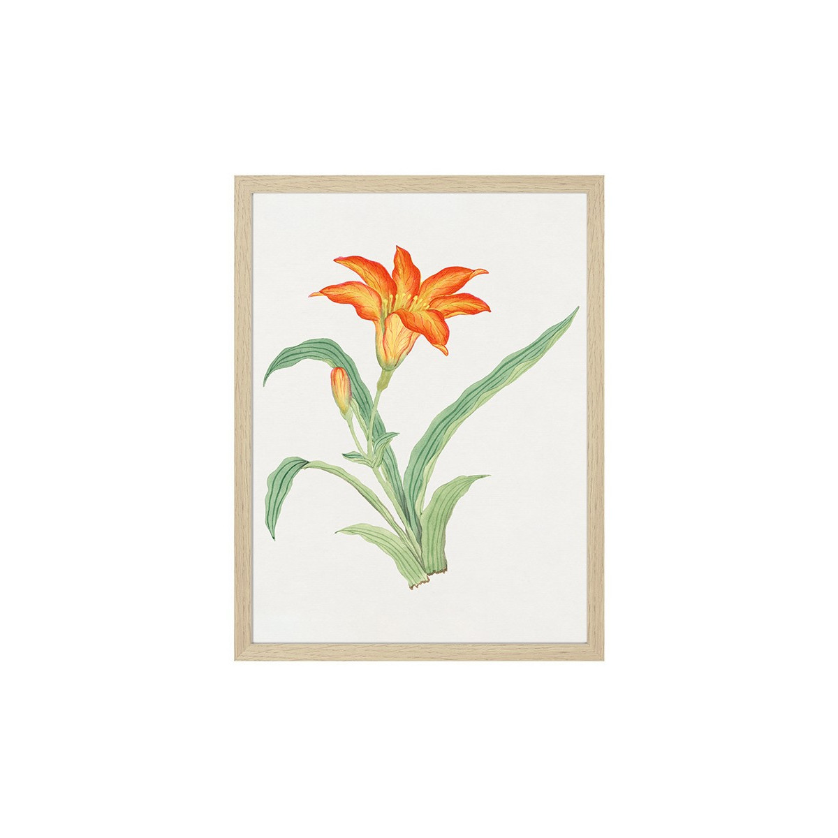 Постер в рамці "Flowers. Botany"