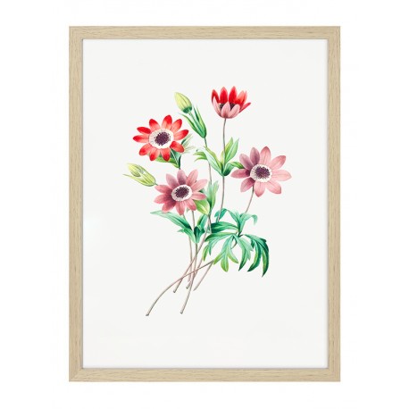 Постер в рамке "Botany. Butterflies"