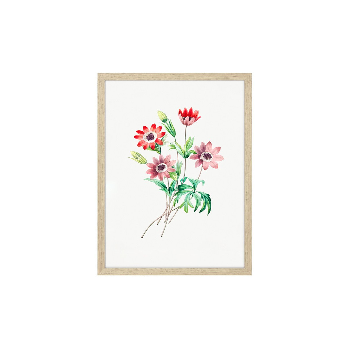 Постер в рамке "Botany. Butterflies"