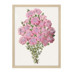 Постер в рамке "Botany. Butterflies"