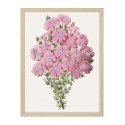 Постер в рамці "Flowers. Botany"
