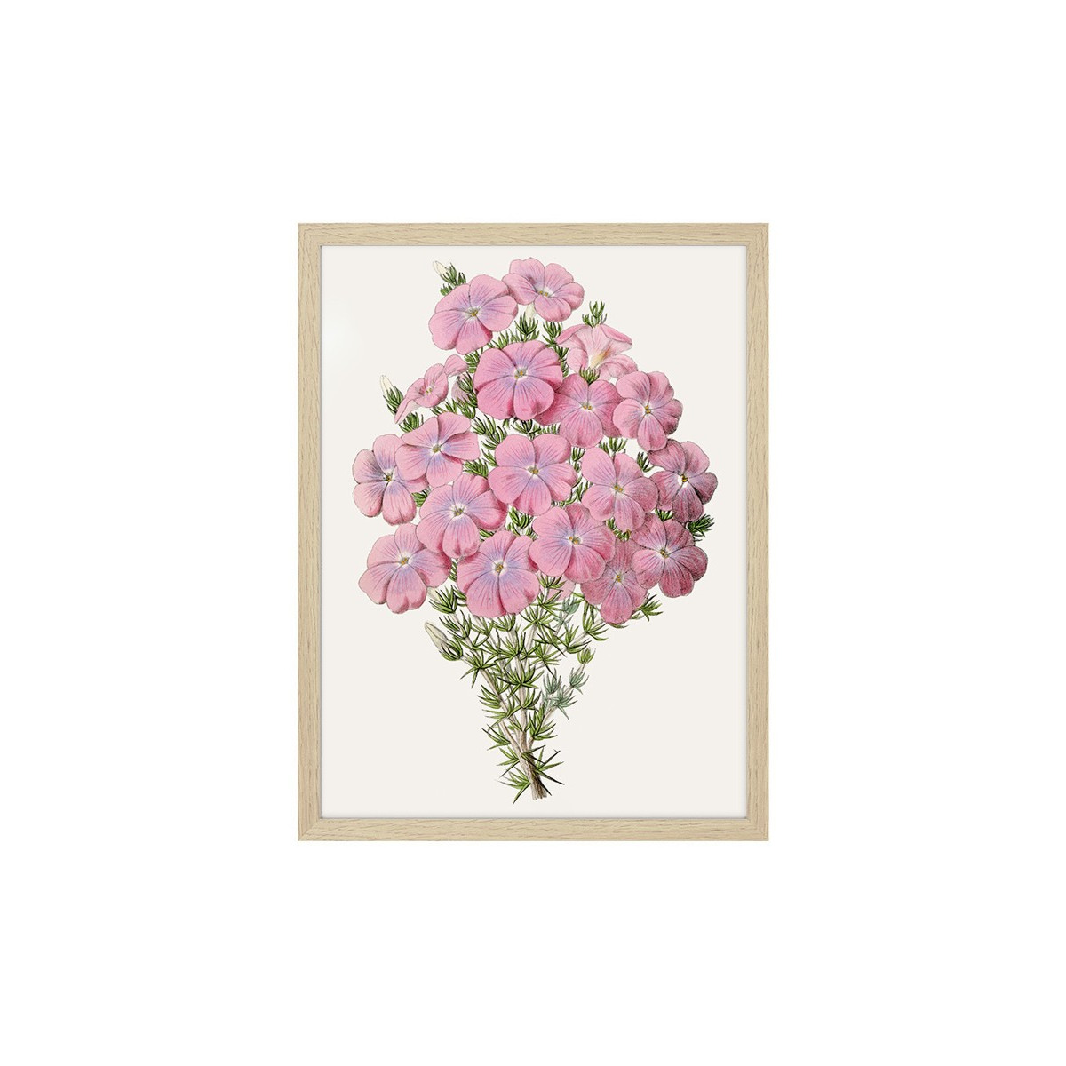 Постер в рамці "Flowers. Botany"