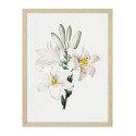 Постер в рамці "Flowers. Botany"