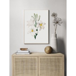 Постер в рамці "Flowers. Botany"