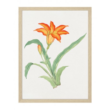 Комплект постерів в рамках "Flowers. Botany"