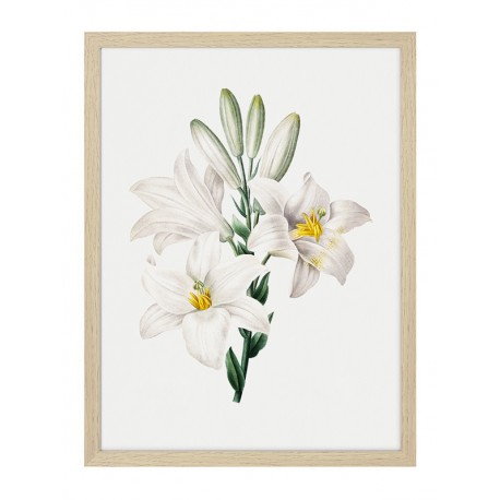 Комплект постеров в рамках "Flowers. Botany"