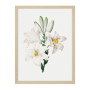 Комплект постеров в рамках "Flowers. Botany"