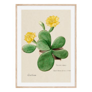 Комплект постеров в рамках "Cactus"