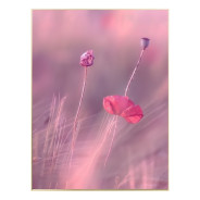 Постер в рамке "Pink love"