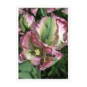 Постер в рамке "Tulip"