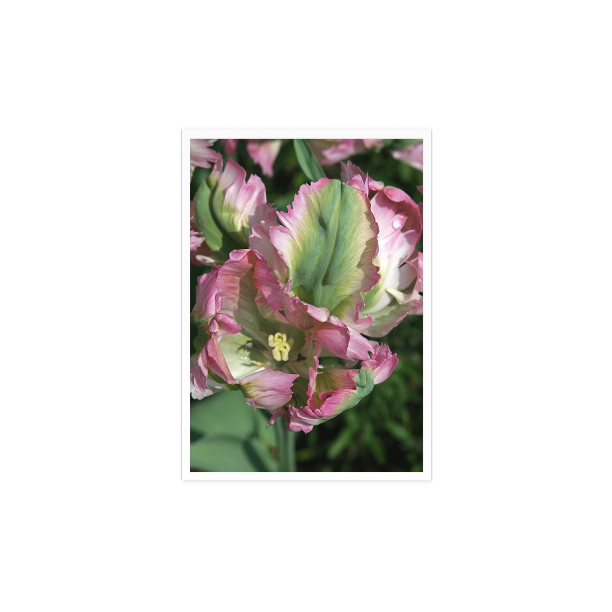 Постер в рамці "Tulip"
