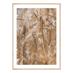 Постер в рамці "Dried flower"