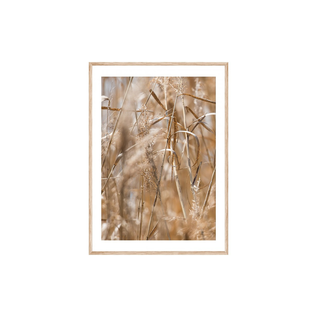 Постер в рамке "Dried flower"
