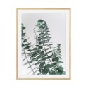 Постер в рамке "Eucalyptus"