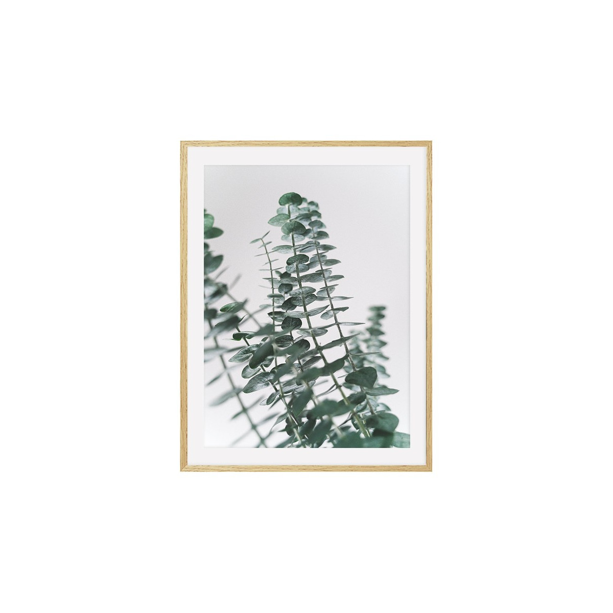Постер в рамке "Eucalyptus"