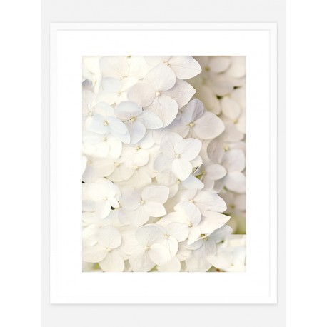 Постер в рамке "Hydrangea"