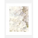 Постер в рамке "Hydrangea"