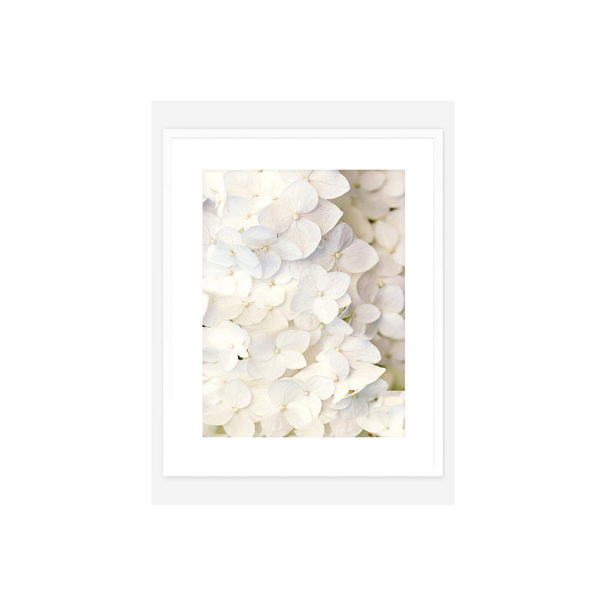 Постер в рамке "Hydrangea"