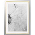 Постер в рамке "Dandelion"
