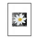 Постер в рамке "Spring Flower"