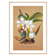 Постер в рамке "Orchid"