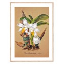 Постер в рамке "Orchid"