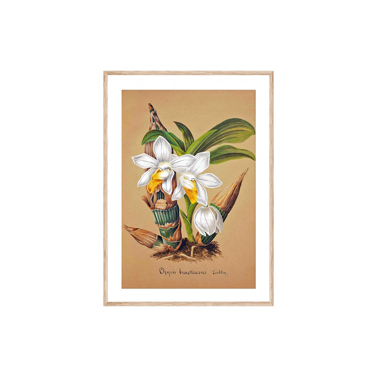 Постер в рамке "Orchid"
