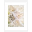Постер в рамке "Dandelion"