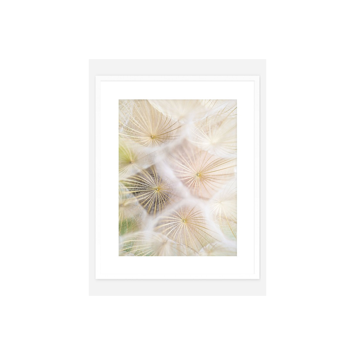 Постер в рамке "Dandelion"