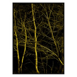 Постер в рамке "In the woods"