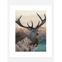 Постер в рамці "Deer"