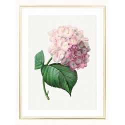 Постер в рамці "Hydrangea"