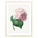 Постер в рамці "Hydrangea"