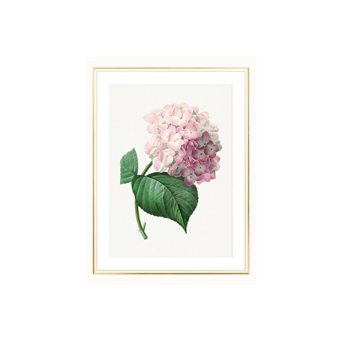 Постер в рамці "Hydrangea"