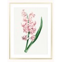 Постер в рамці "Hyacinth"
