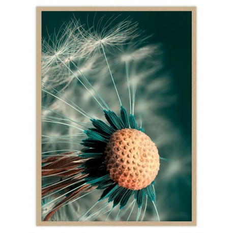 Постер в рамке "Dandelion"
