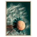 Постер в рамке "Dandelion"